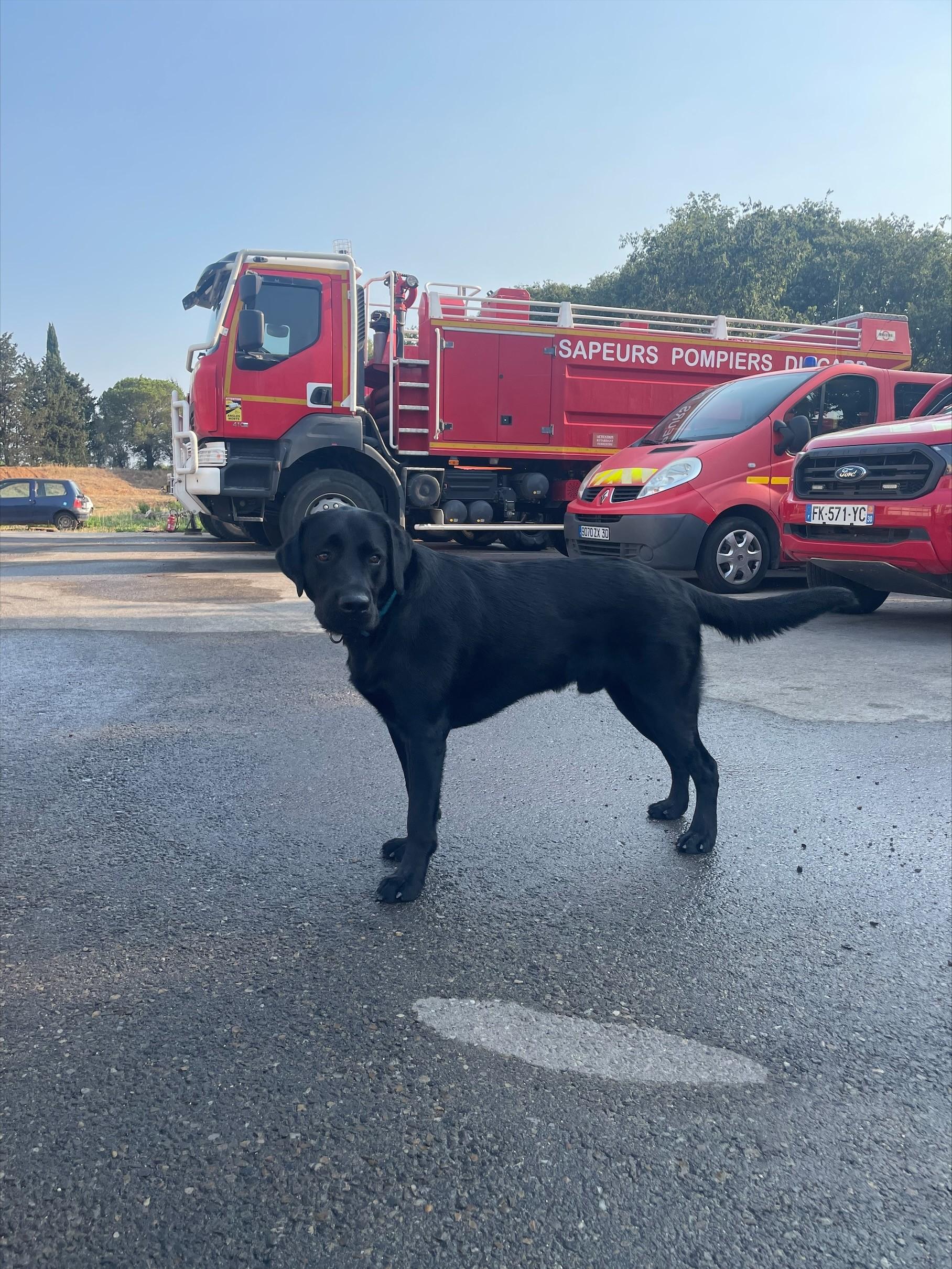 dog-and-firevehicles