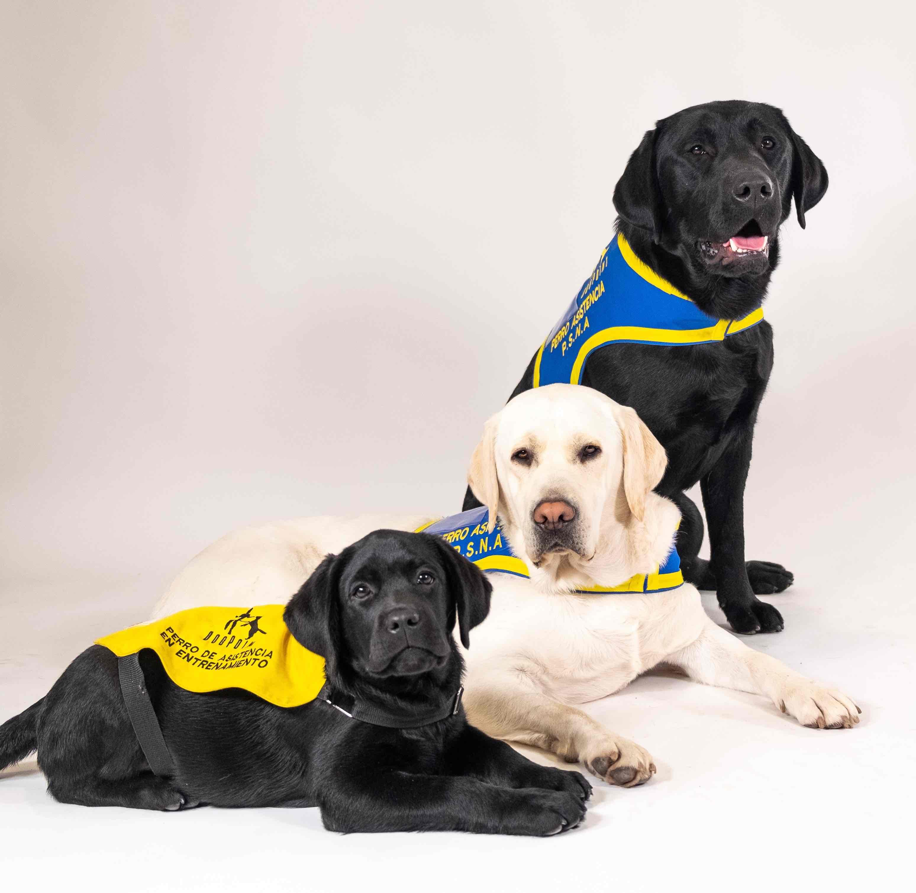 dogs-help-families-with-asd