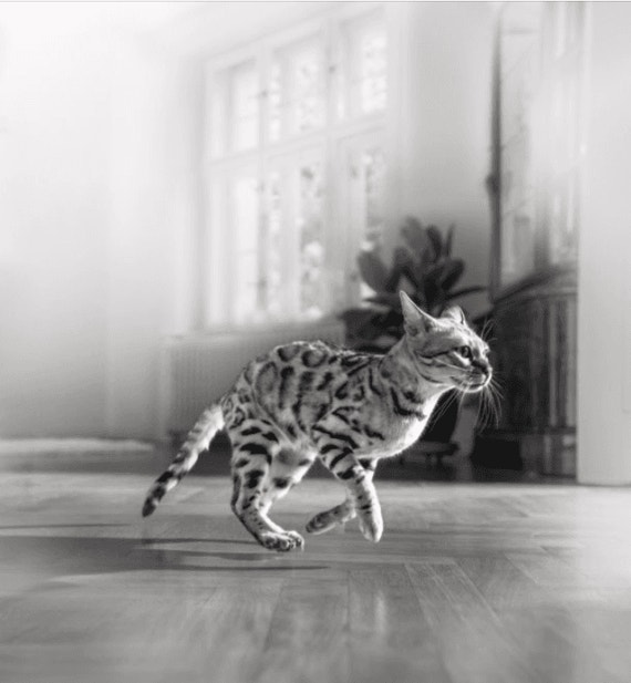 bengal