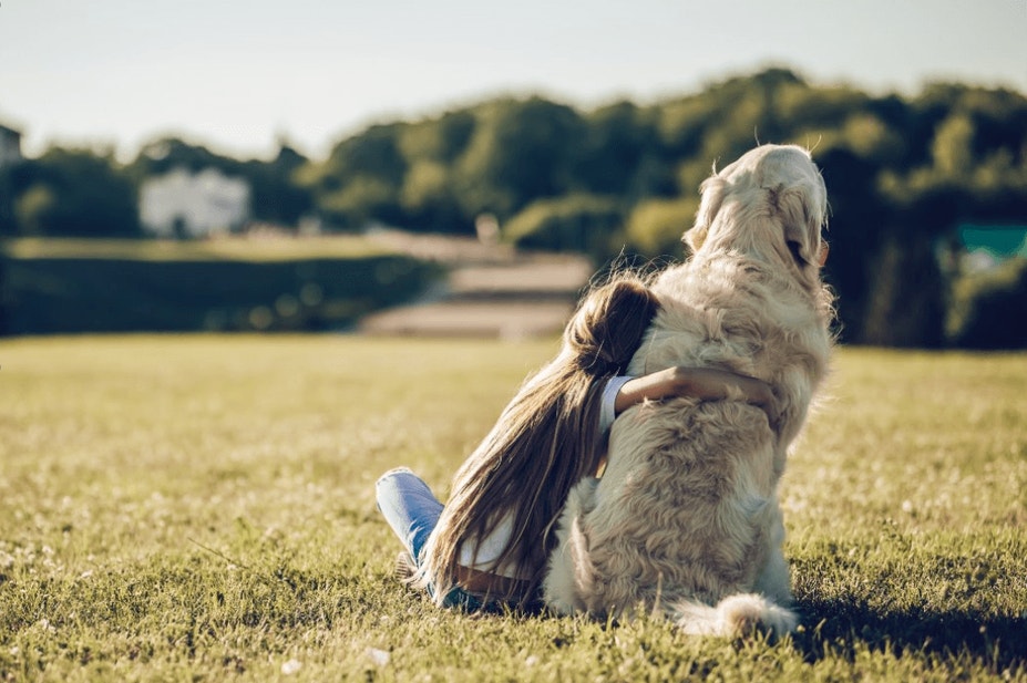 golden retriever