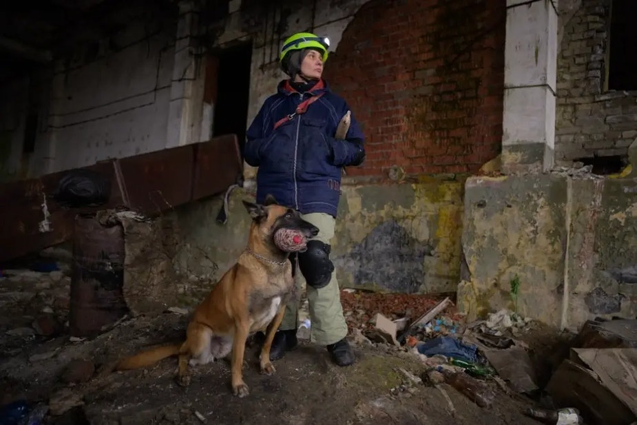 8-years old Shepherd