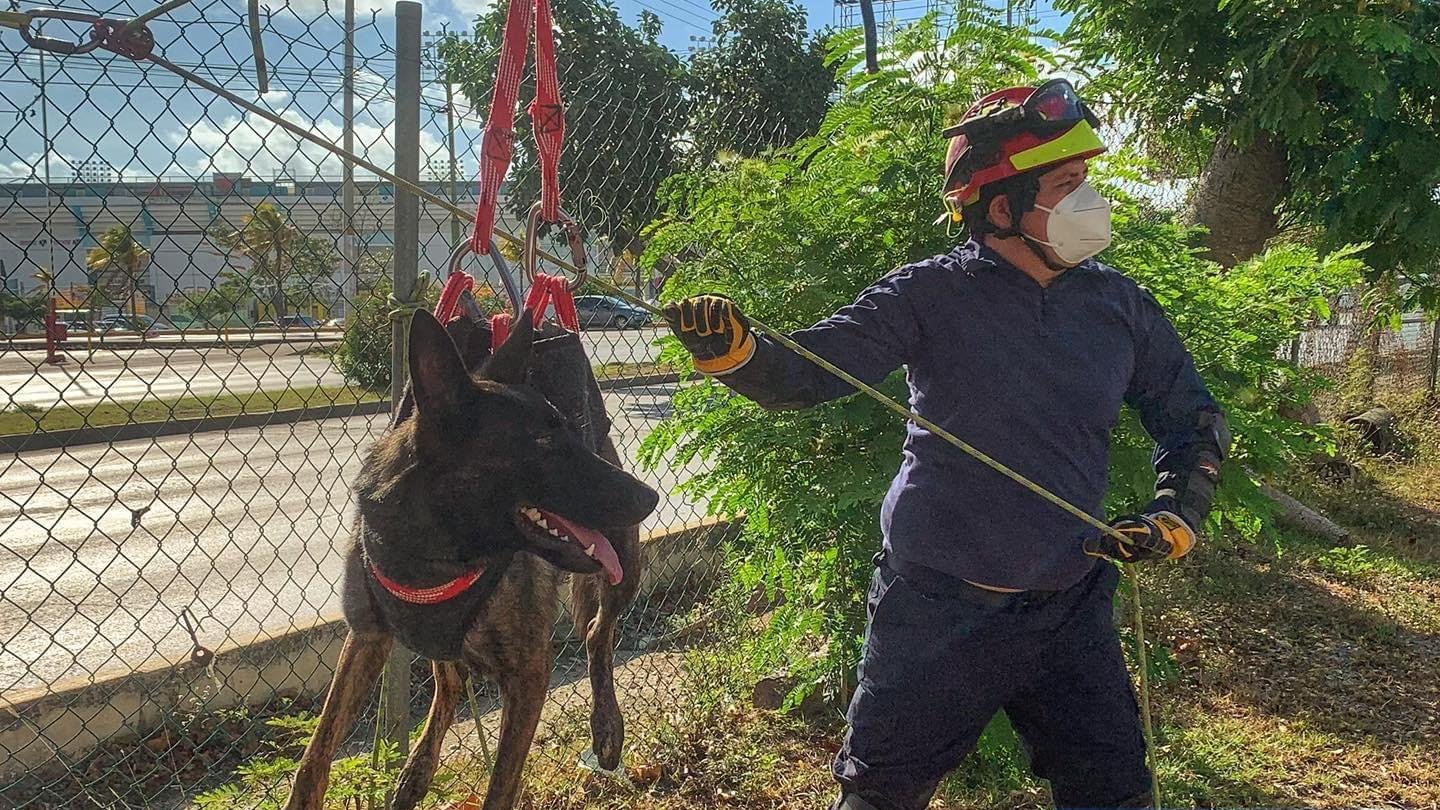 BREC-K9 Brigade And Rescue Dogs Mexico