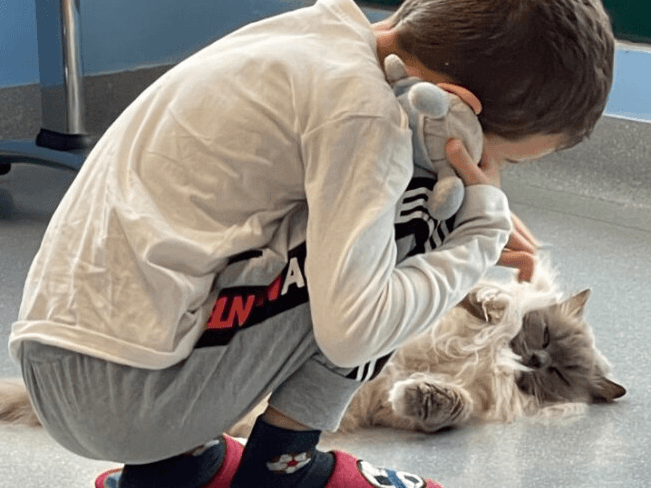 Cats interaction to improve hospitalized children’s quality of life