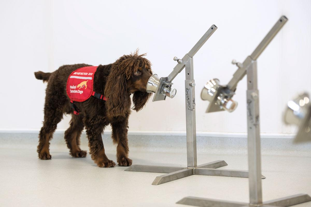 Covid-19 Medical Detection Dogs