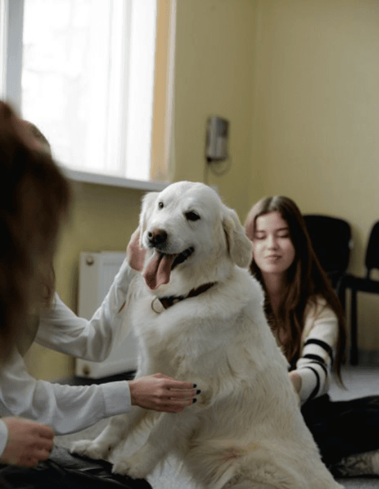 Dog Assisted Therapy Centers in Ukraine