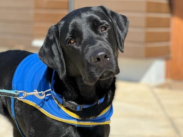 Legal Assistance Dogs