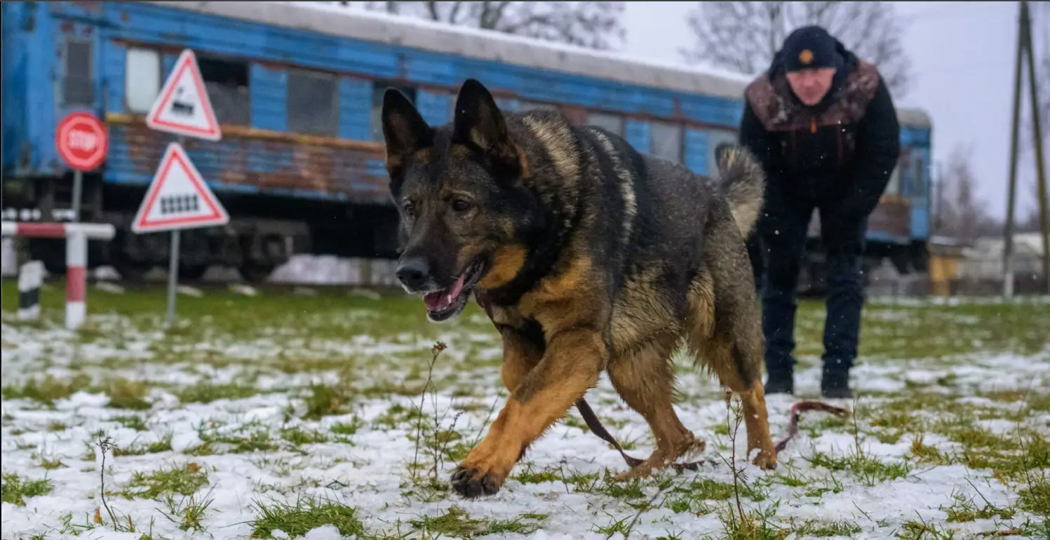 Training of search dogs for rescuing people in the rubble