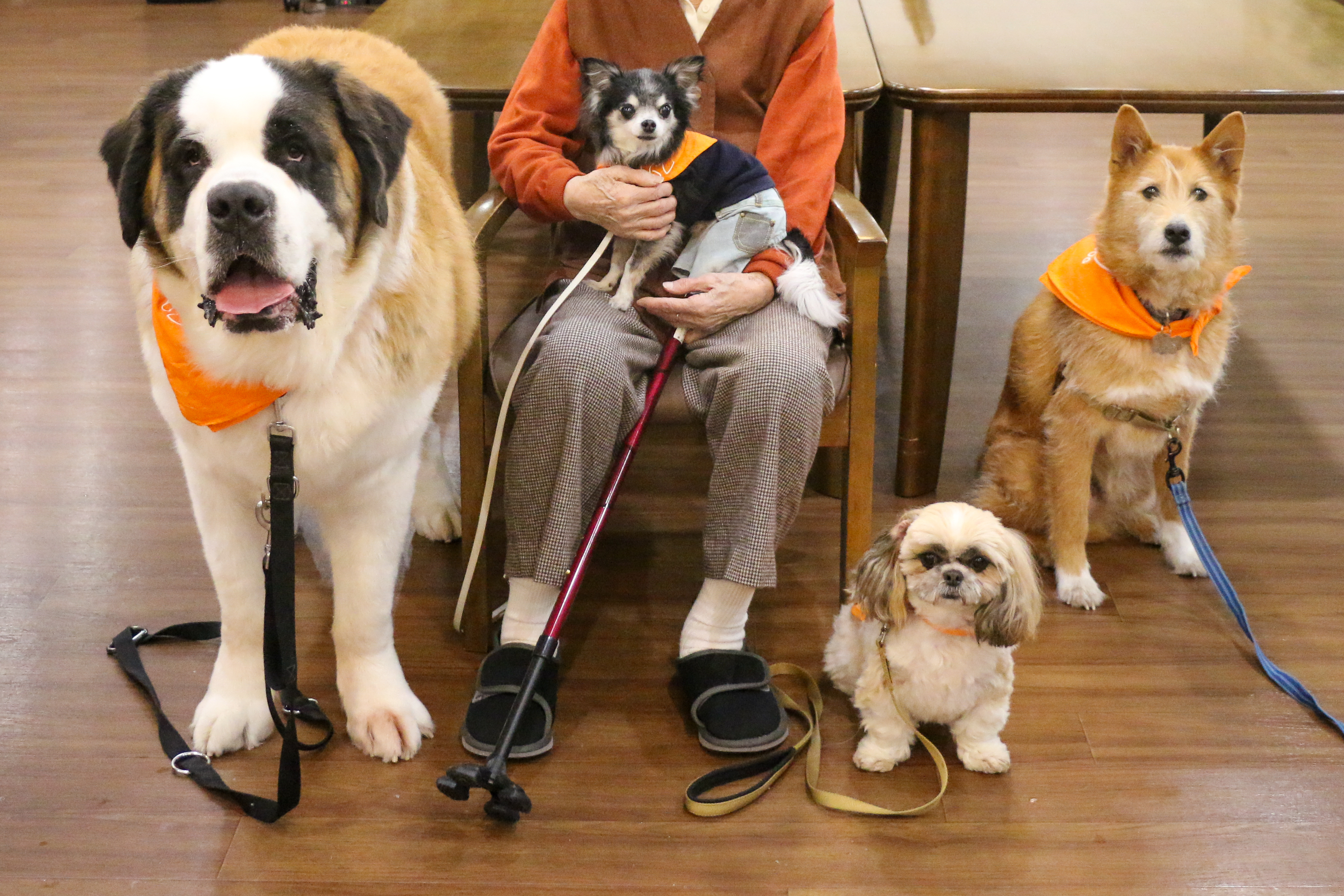 Les chiens écouteurs : Une aide remarquable pour les personnes sourdes et malentendantes